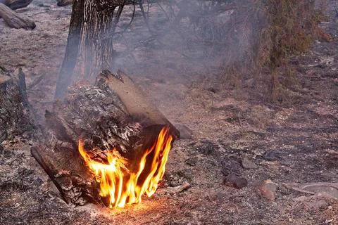 Closeup of flames burning a fallen tree stump in a forest fire. Stock Photos