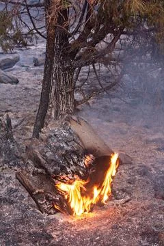 Closeup of flames burning a fallen tree stump in a forest fire. Stock Photos