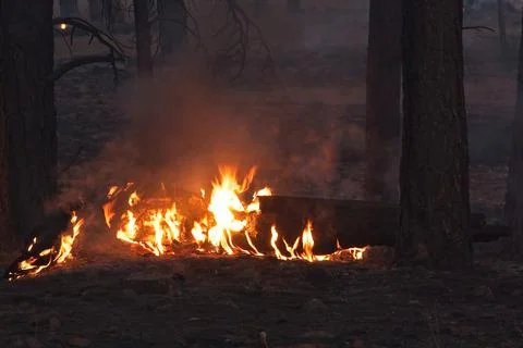 Closeup of flames burning a fallen tree stump in a forest fire. Stock-Fotos