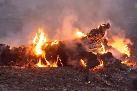 Closeup of flames burning a fallen tree stump in a forest fire. Stock Photos