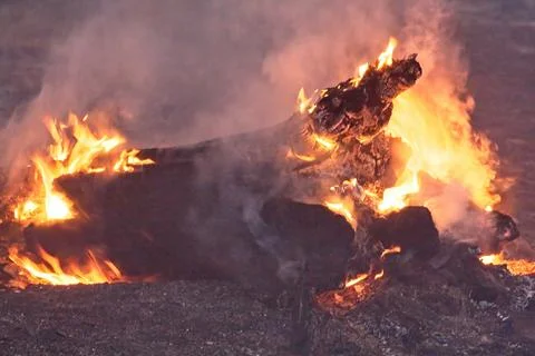 Closeup of flames burning a fallen tree stump in a forest fire. Stock Photos