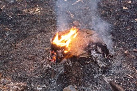 Closeup of flames burning a tree stump on the forest floor in a forest fire. Stock Photos