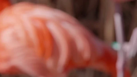 Closeup of Flamingos Head Stock Footage 86203549
