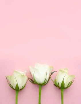 Closeup flat lay three white roses on a pink background. Top view Stock Photos