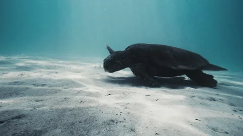 Closeup of flatback turtle crawling along sandy white bottom of ocean as Stock Footage 277345762