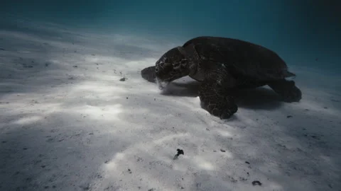 Closeup of flatback turtle feeding on sandy bottom underwater in slow Stock Footage 277383871