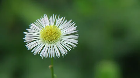 Closeup of Fleabane wildflower Stock Footage 23606843