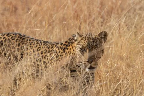 Closeup of a fleeting glance from a leopard on the move through the grasslands. Stock Photos