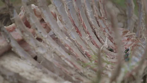 Closeup of flies on a carcass Video stock 93679507