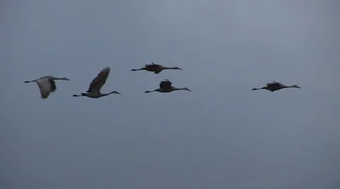 Closeup of flight formation of Migratory Birds Stock Footage 48113846