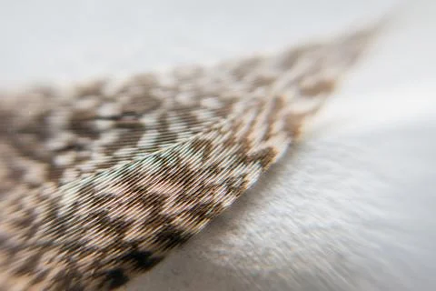 Closeup of a floating feather with white background Stock Photos