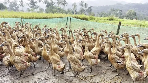 Closeup of a flock of ducks in a rice field with natural scenery. Stock Footage 329141357