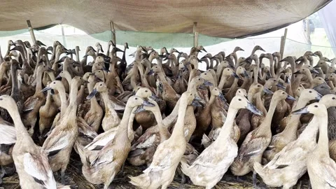 Closeup of a flock of ducks in a tent. Video stock 329141360