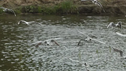 Closeup of flock of white seagulls flying against the wind. Group of marsh gulls Stock Footage 131652991