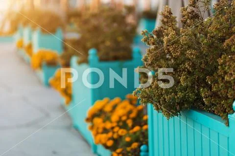 Closeup floral shrub background for text and advertising with selective focus Stock Photos