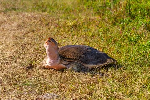 Closeup of a Florida softshell turtle on the grass during dayli 写真素材