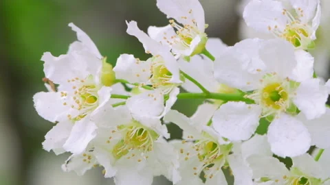 Closeup  flower blossom of a cherry tree. Cherry blossoms in spring. White fl Stock Footage 135916588