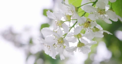 Closeup  flower blossom of a cherry tree. Cherry blossoms in spring. White fl Stock Footage 139324612