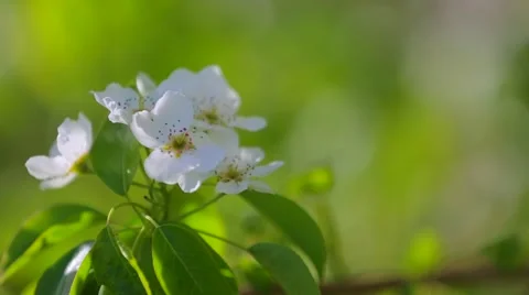 Closeup of a flower of a blossoming Apple tree on background of blurred leaves Stock Footage 63171286