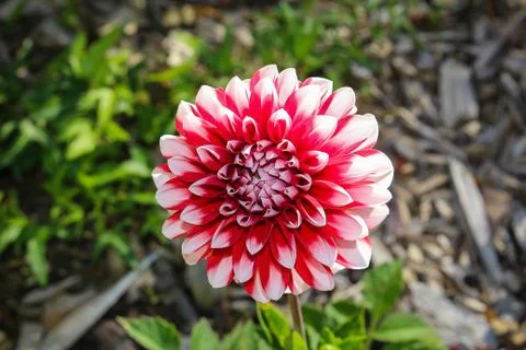 A closeup of a flower blossoming in the Spring Stock Photos