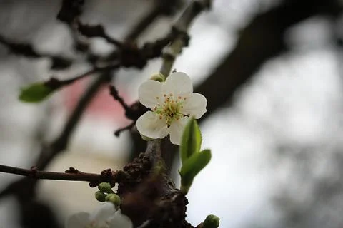 A closeup of a flower blossoming in the Spring Foto stock