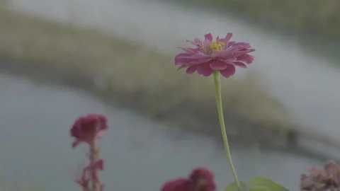 Closeup of flower on blur background Stock Footage 258111530
