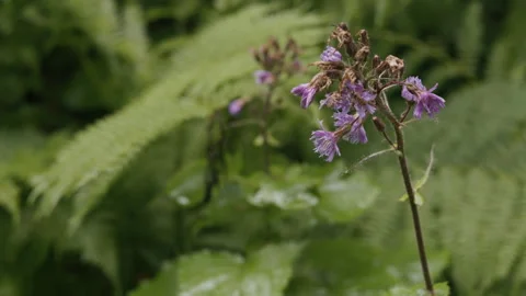 Closeup of a flower in a damp mountain forest after the rain in summer Video stock 268450888