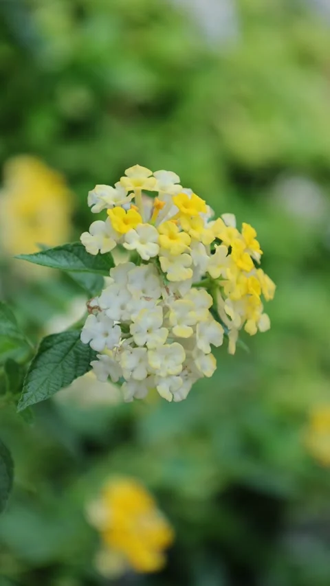 Closeup of flower Video stock 248199718