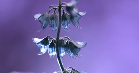 Closeup of flower Stock Footage 277620729