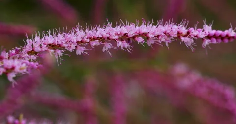 Closeup of flower Video stock 293127386