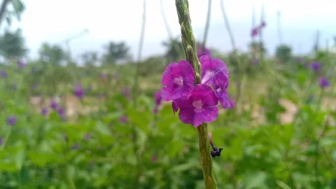 Closeup of flower in the garden. Stock Footage 160524161