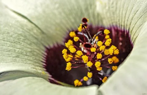 Closeup flower macro Stock Photos