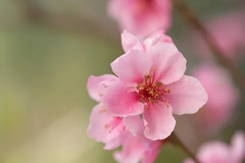 Closeup of flower nectarines Stock Photos