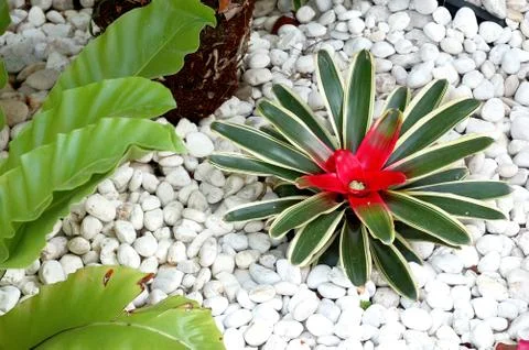 Closeup flower Stock Photos