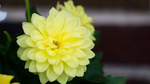 Closeup of flower Stockfoto's