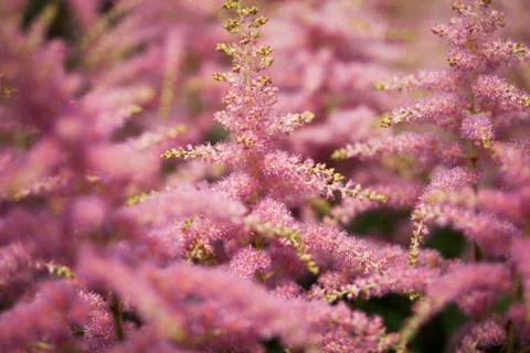 Closeup of flower Free Stock Photos