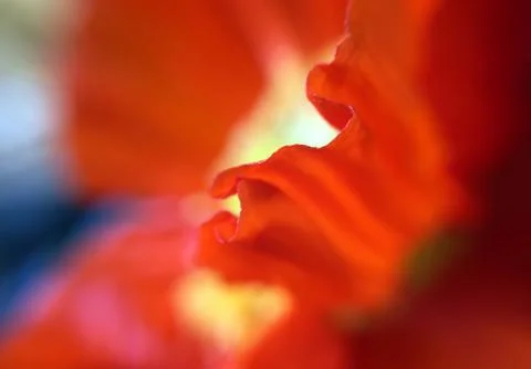 Closeup of a flower Stock Photos