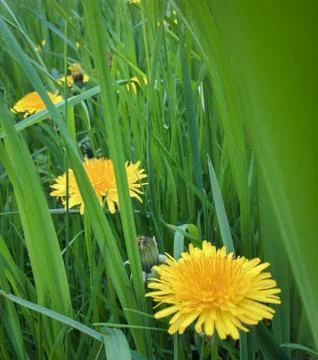 Closeup of a flower Stock Photos