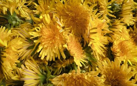 Closeup of a flower Stock Photos