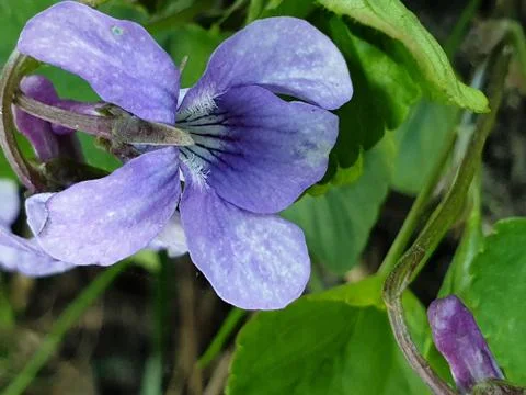 Closeup of flower Stock Photos