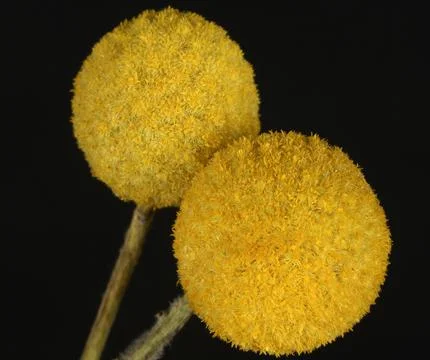 Closeup - Flower Stock Photos