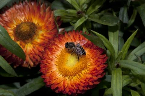 Closeup of a flower 스톡 사진