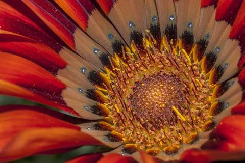 Closeup of a flower 스톡 사진