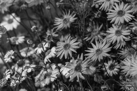 Closeup of a flower 스톡 사진