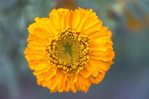 Closeup of a flower 스톡 사진