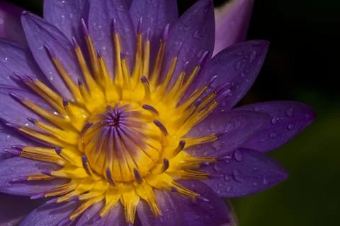 Closeup of a flower 스톡 사진