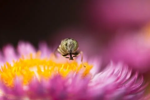 Closeup of a flower 스톡 사진