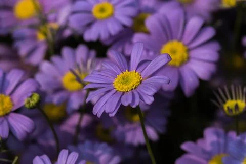 Closeup of a flower 스톡 사진