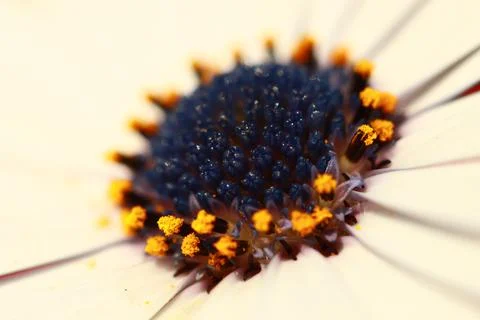 Closeup of a flower 스톡 사진