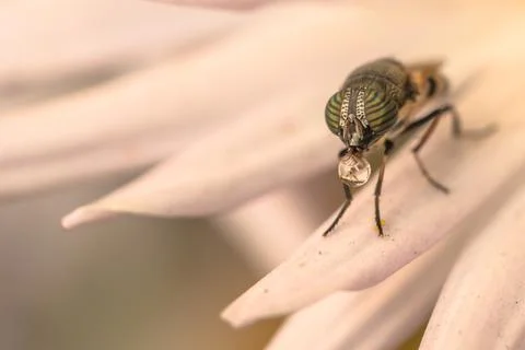 Closeup of a flower 스톡 사진